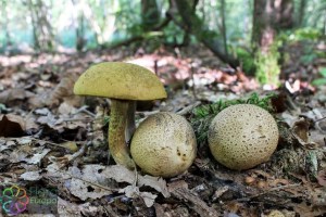 pseudoboletus parasiticus (4) (1200 x 800)6